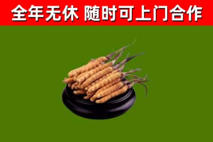 共青城回收冬虫夏草